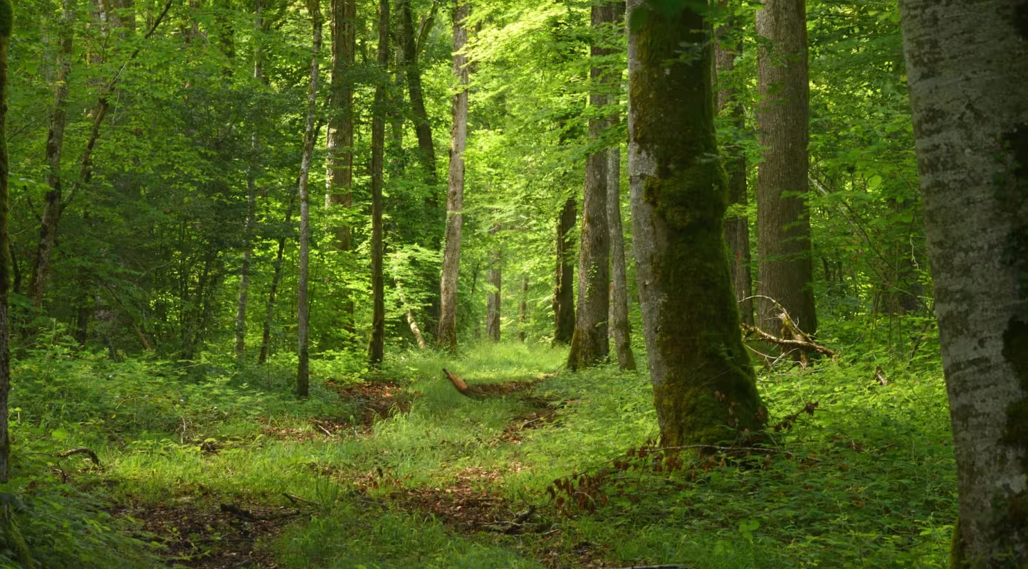 Le WWF France lance un deuxième appel à projets  auprès des propriétaires forestiers 