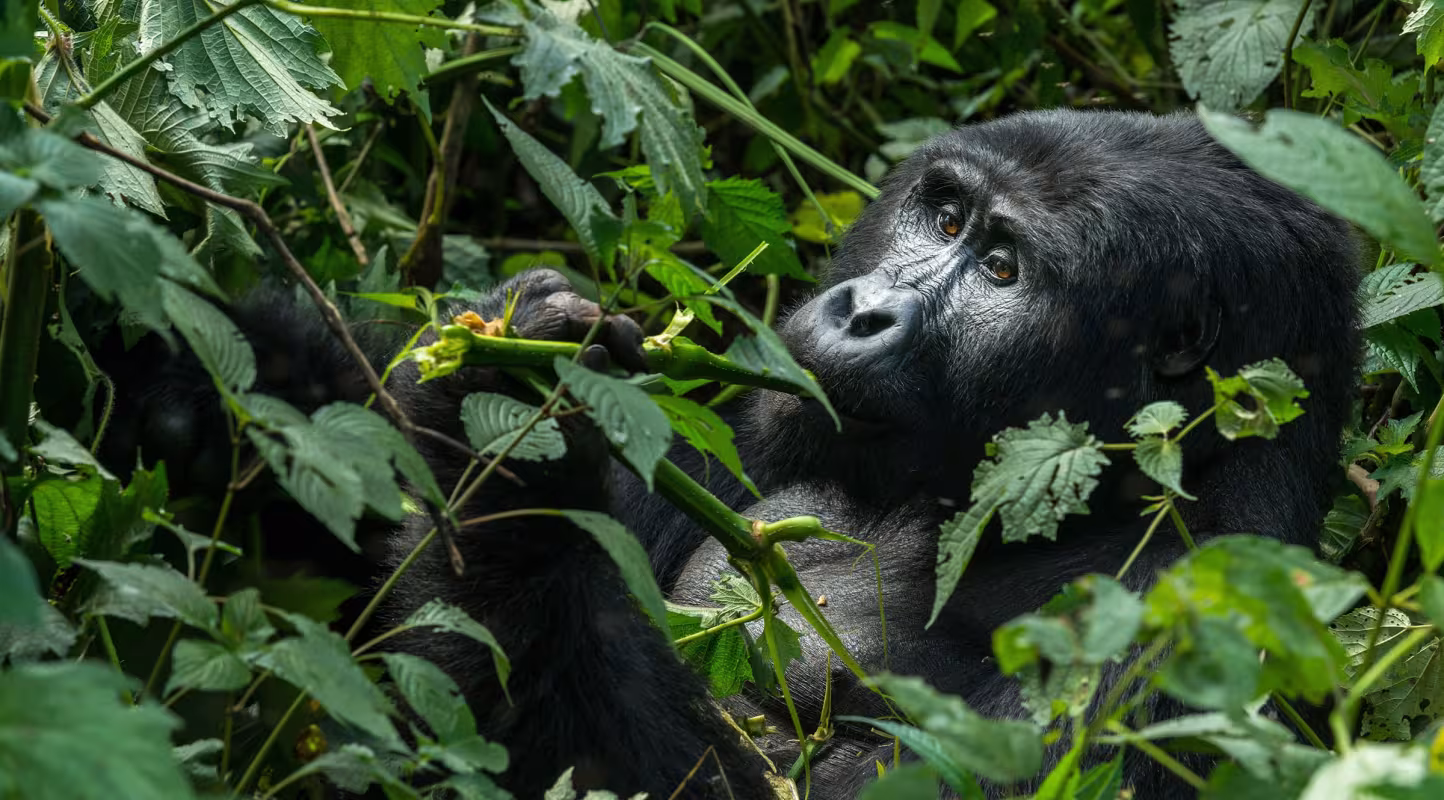 COP28 : le WWF soutiendra le partenariat de la République du Congo en faveur des forêts, pour la biodiversité et le climat