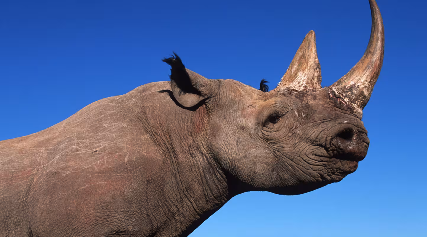 Le braconnage de rhinocéros en baisse en Afrique du Sud : une vraie bonne nouvelle ?