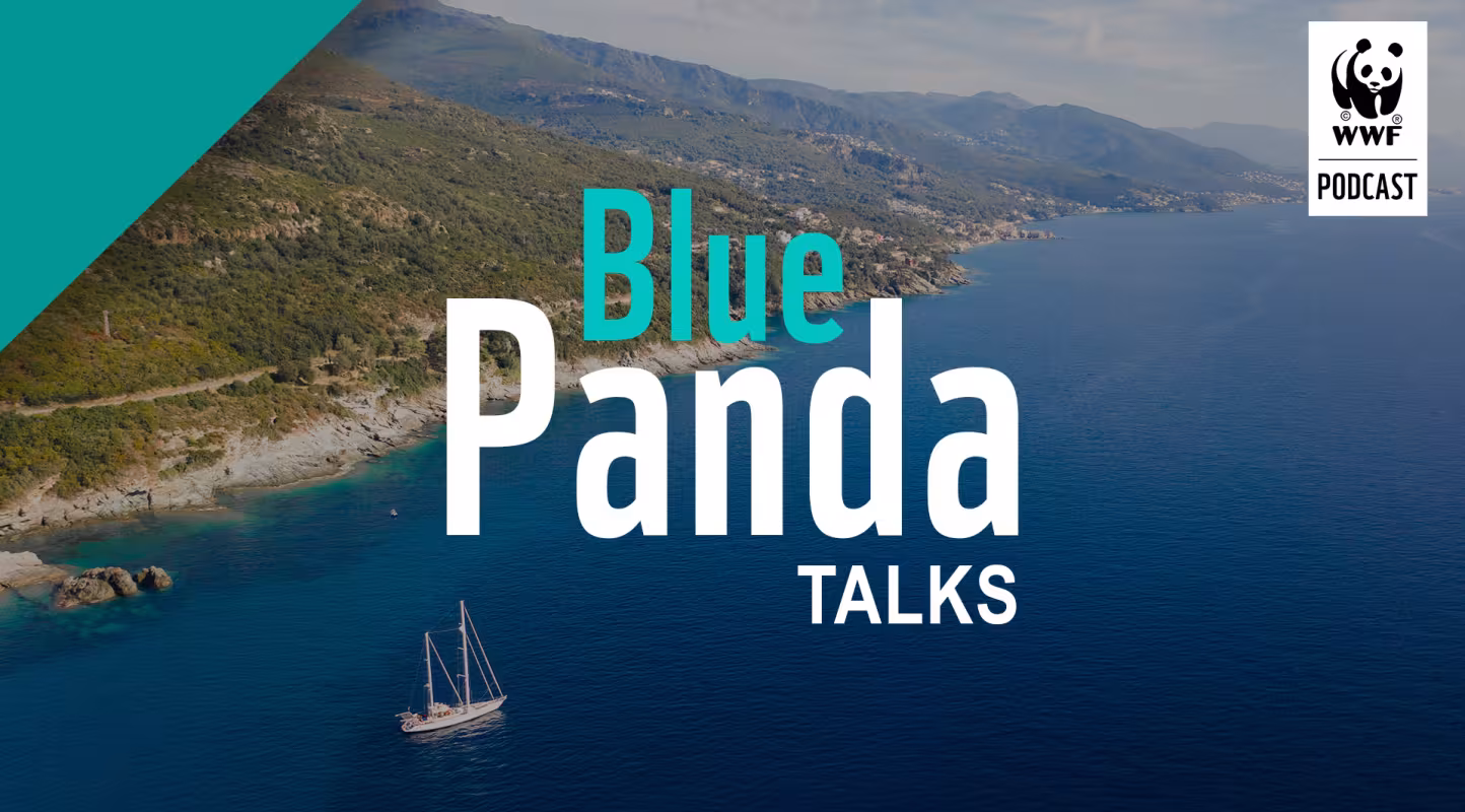 Le WWF France lance les Blue Panda Talks, des podcasts qui vous font sillonner la Méditerranée