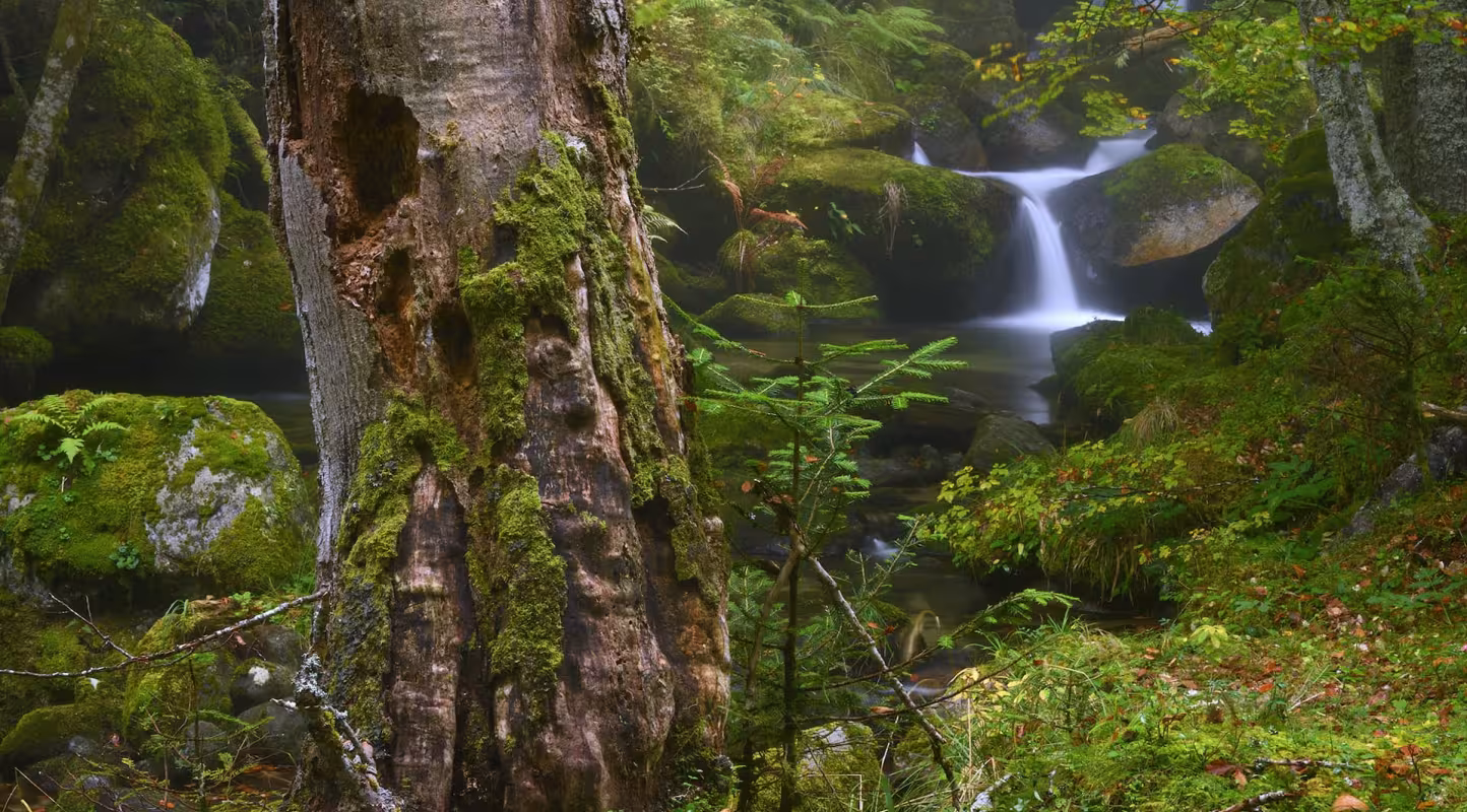 Le WWF France annonce la première signature d’une Obligation Réelle Environnementale dans le cadre  de l’initiative Nature Impact