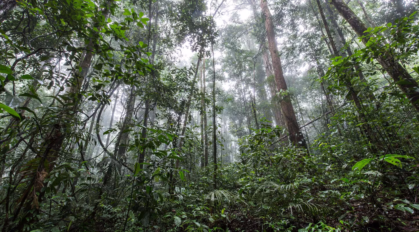 Les dirigeants européens scellent un accord historique pour stopper la déforestation
