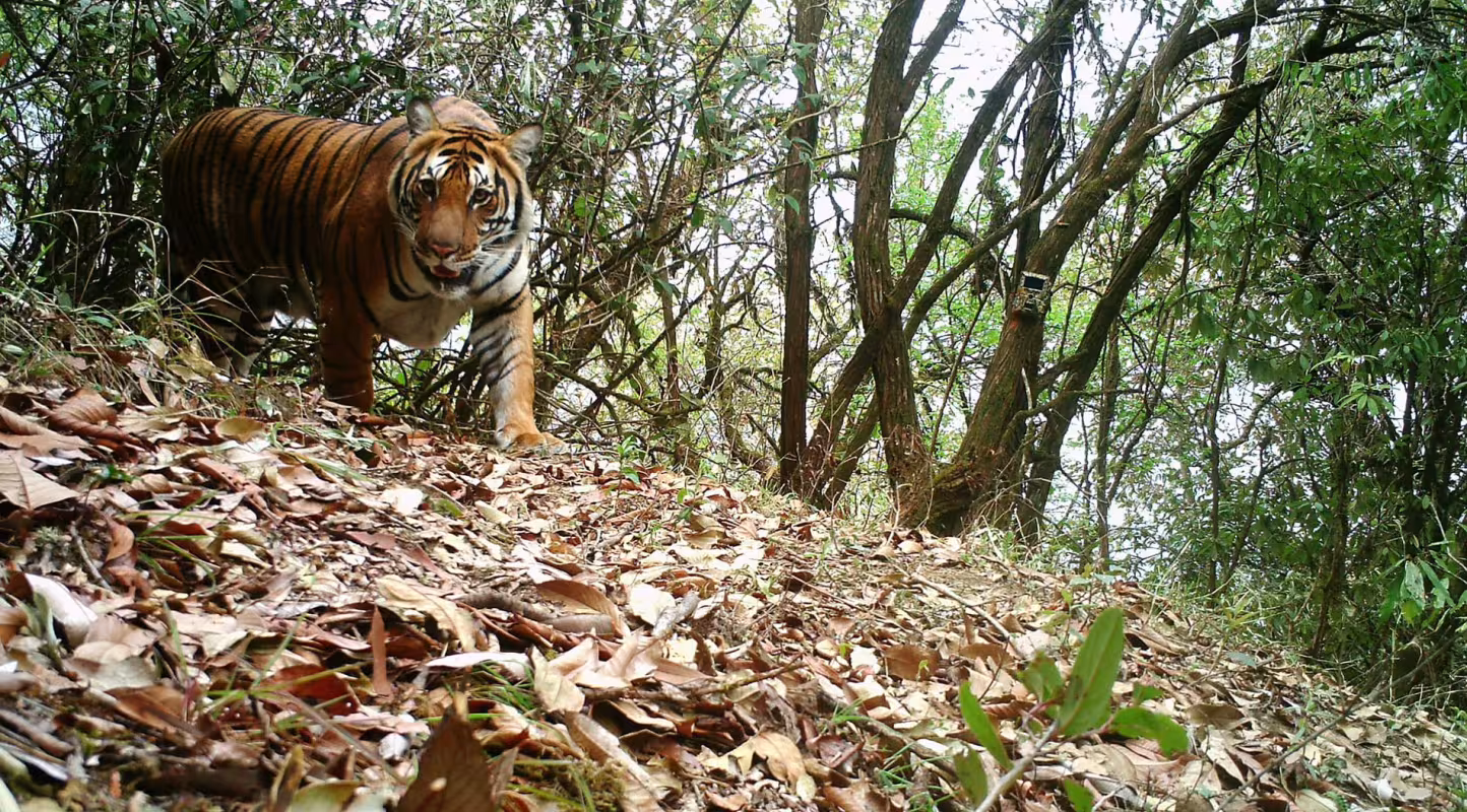 Le WWF présente une web-série sur le tigre au Bhoutan