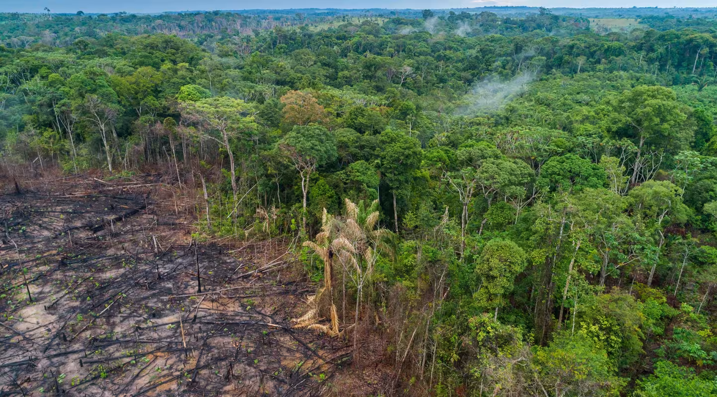 Le Parlement européen vote pour une loi ambitieuse contre la déforestation !