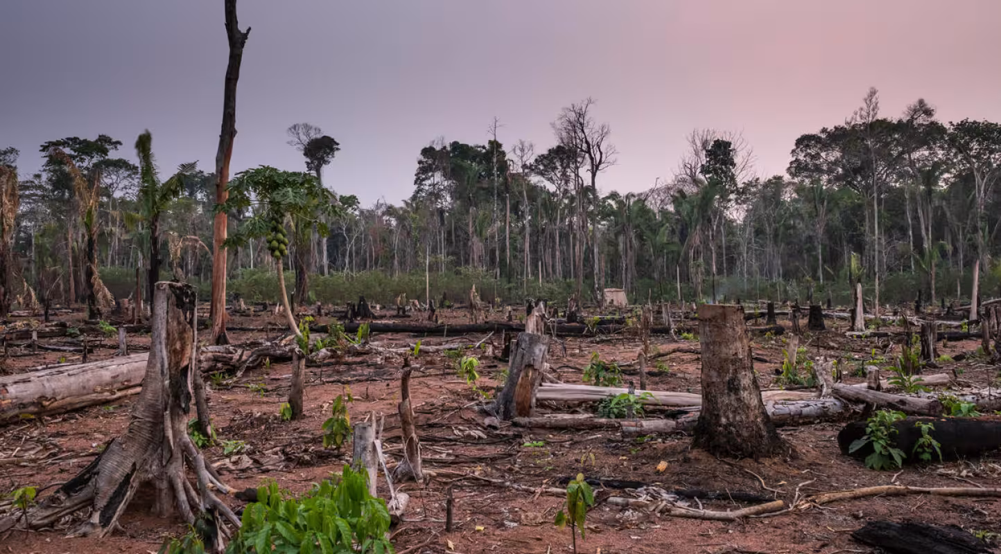 Qu’est-ce qui a plus de trous qu’un fromage suisse ?  Le nouveau règlement européen contre la déforestation 