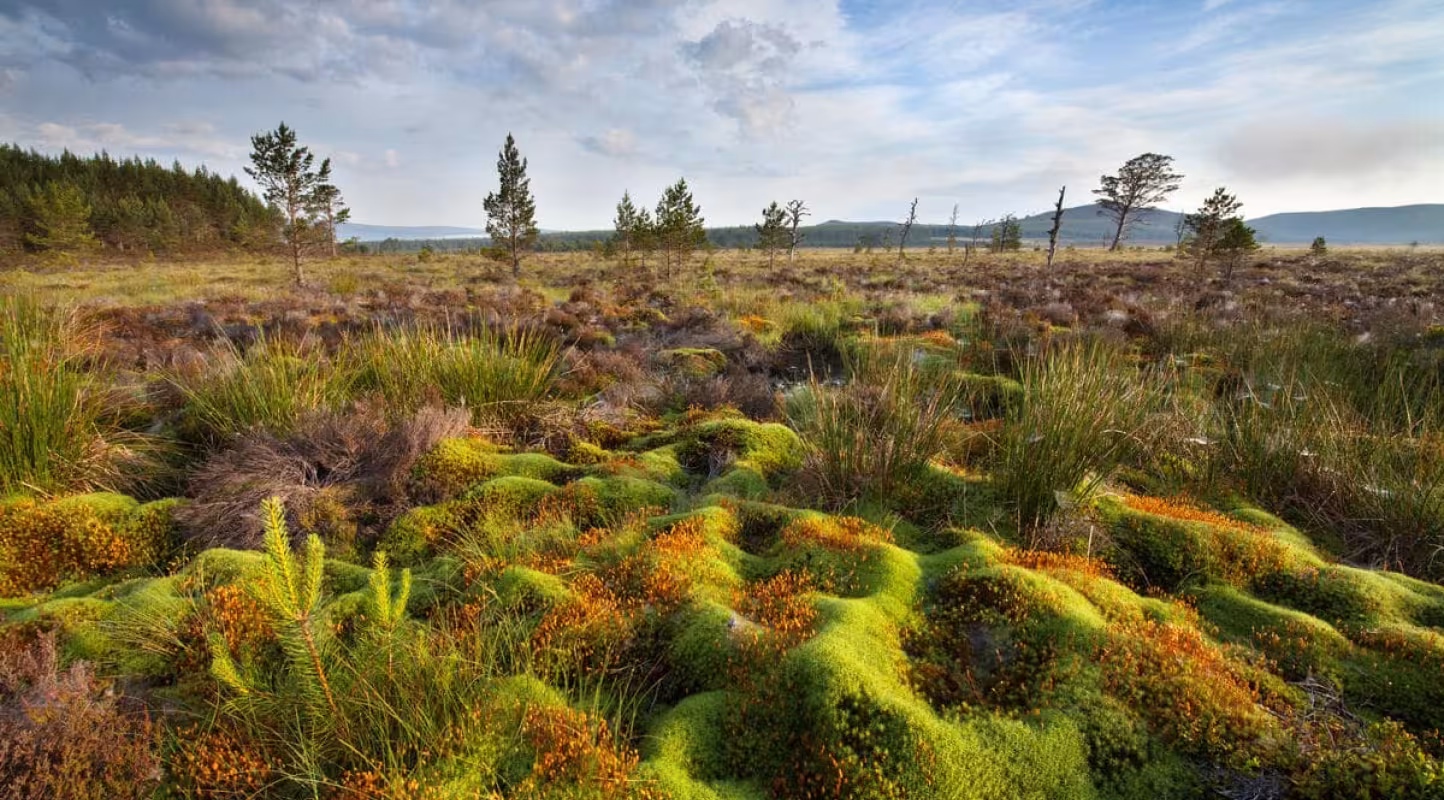 Loi européenne sur la restauration de la nature : une opportunité majeure pour lutter contre les crises jumelles de la biodiversité et du climat