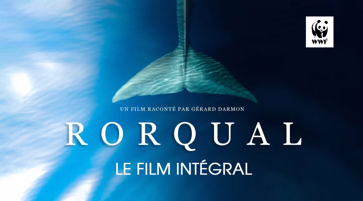 Le WWF présente "RORQUAL" :  Son tout premier documentaire, qui retrace 20 ans de recherches sur les cétacés en Méditerranée