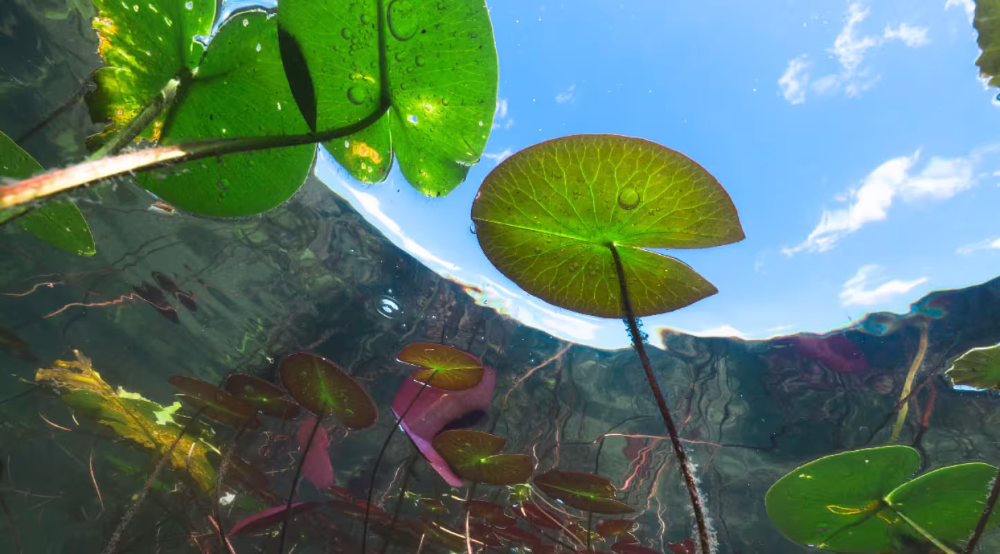 Un nouveau rapport du WWF France alerte sur le déclin de la biodiversité dans les rivières françaises hexagonales