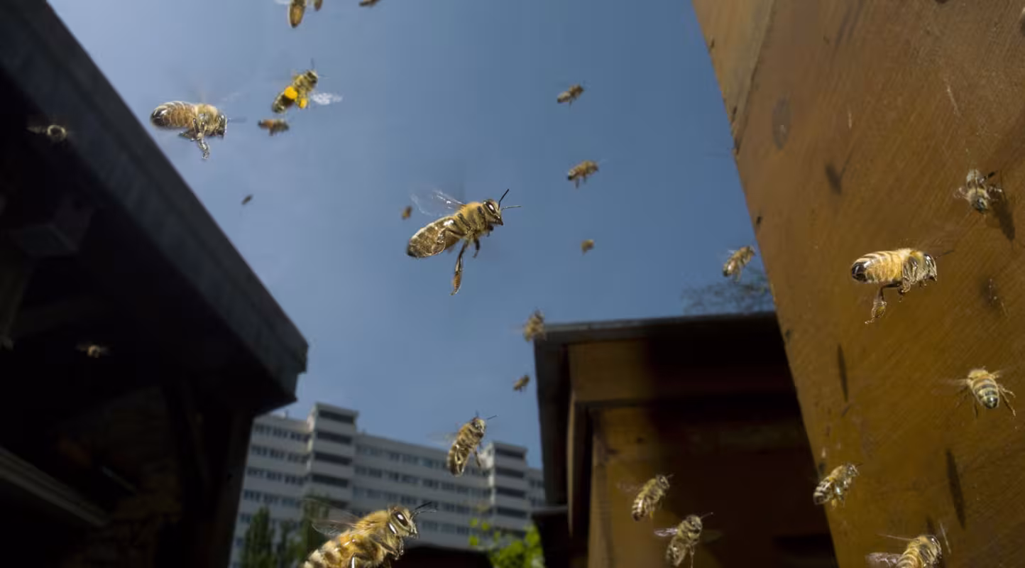 Examen du projet de loi sur la biodiversité par le Sénat : le compte n’y est plus !