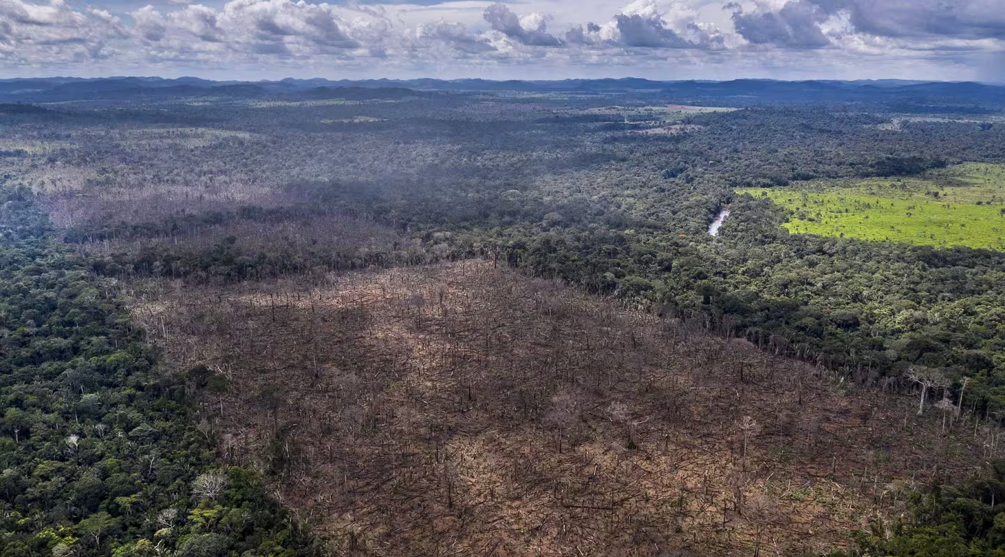 Déforestation : les ONG françaises appellent les parlementaires européens à adopter une loi ambitieuse