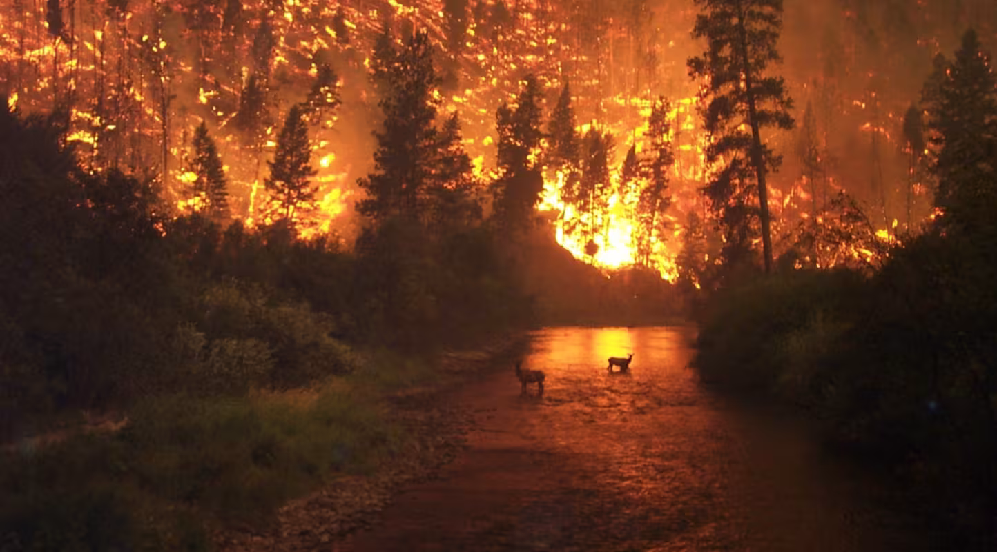 Alerte du GIEC sur l'impact dévastateur du changement climatique : le WWF appelle les dirigeants à mettre en place des mesures exceptionnelles