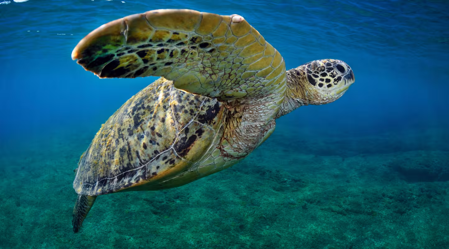 One Ocean Summit : la France fait de la protection des tortues une priorité