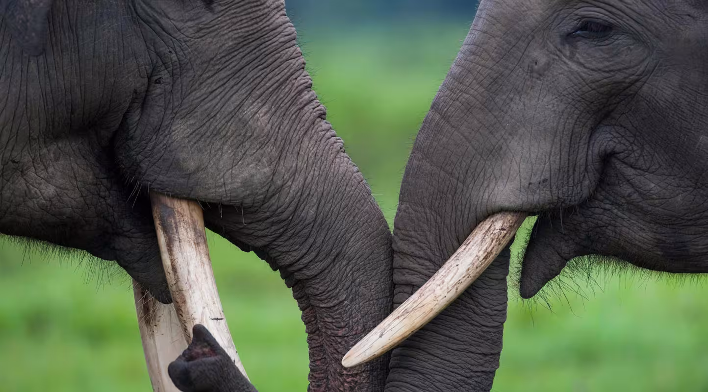 COP15 : l’accord de la décennie adopté pour remettre sur pied la biodiversité