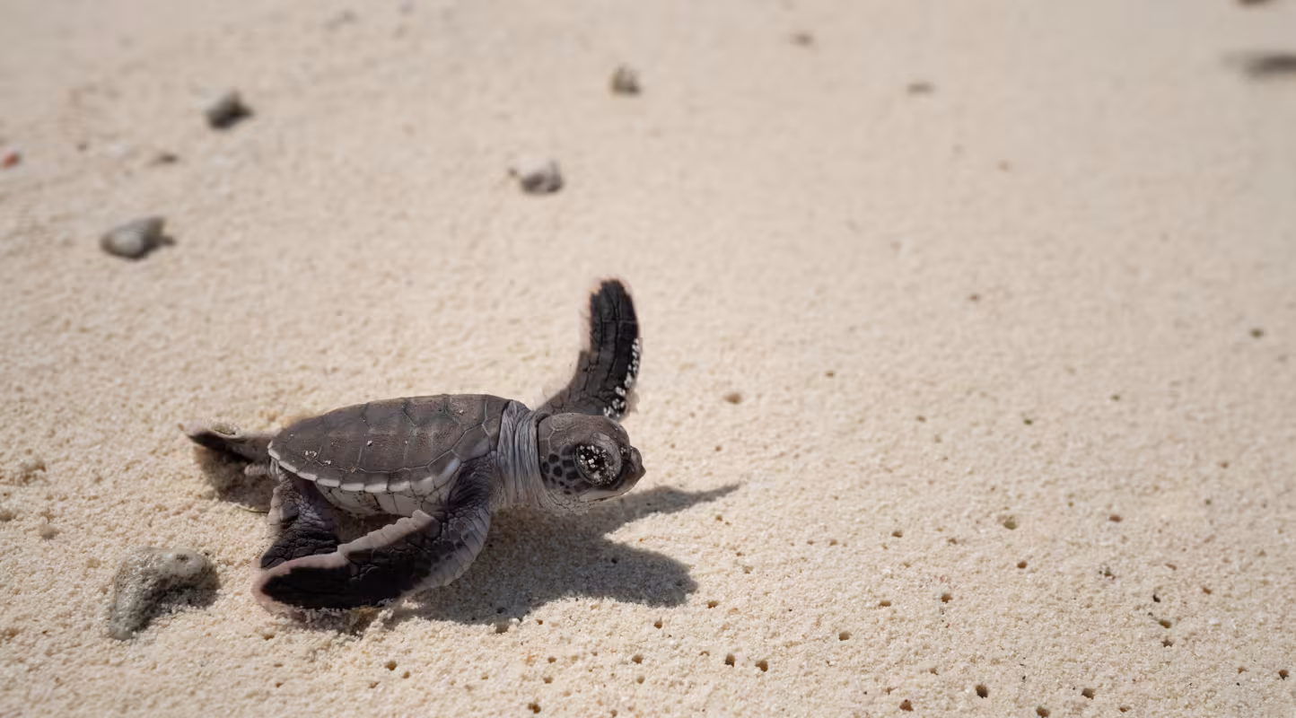 Tortues marines : le WWF révèle les secrets de leurs migrations en Nouvelle-Calédonie