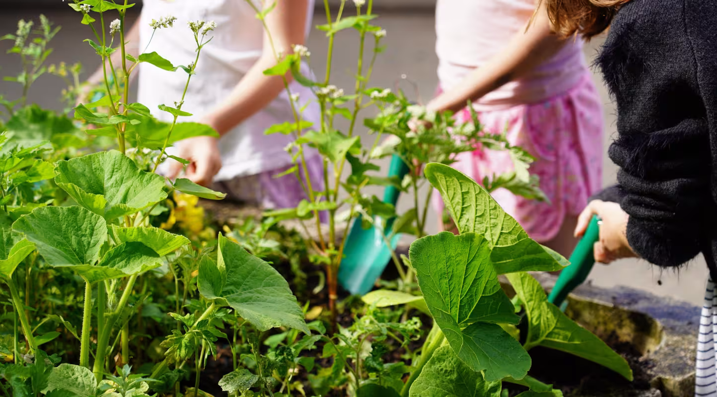 Pour un avenir plus vert : le WWF appelle à intégrer des potagers pédagogiques dans la renaturation des cours d’écoles