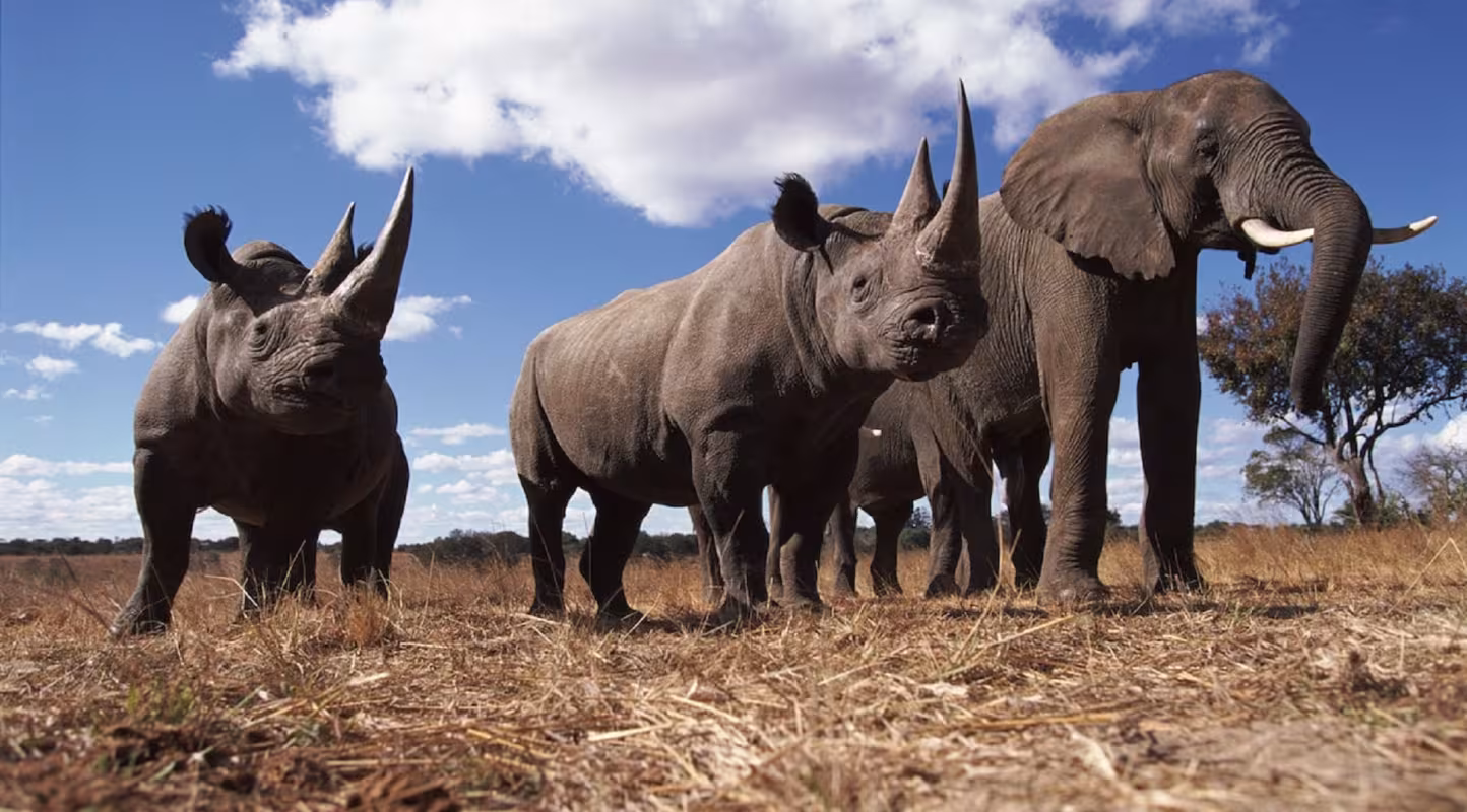 Rapport WWF : 30% des sites Unesco menacés par le trafic d’espèces sauvages