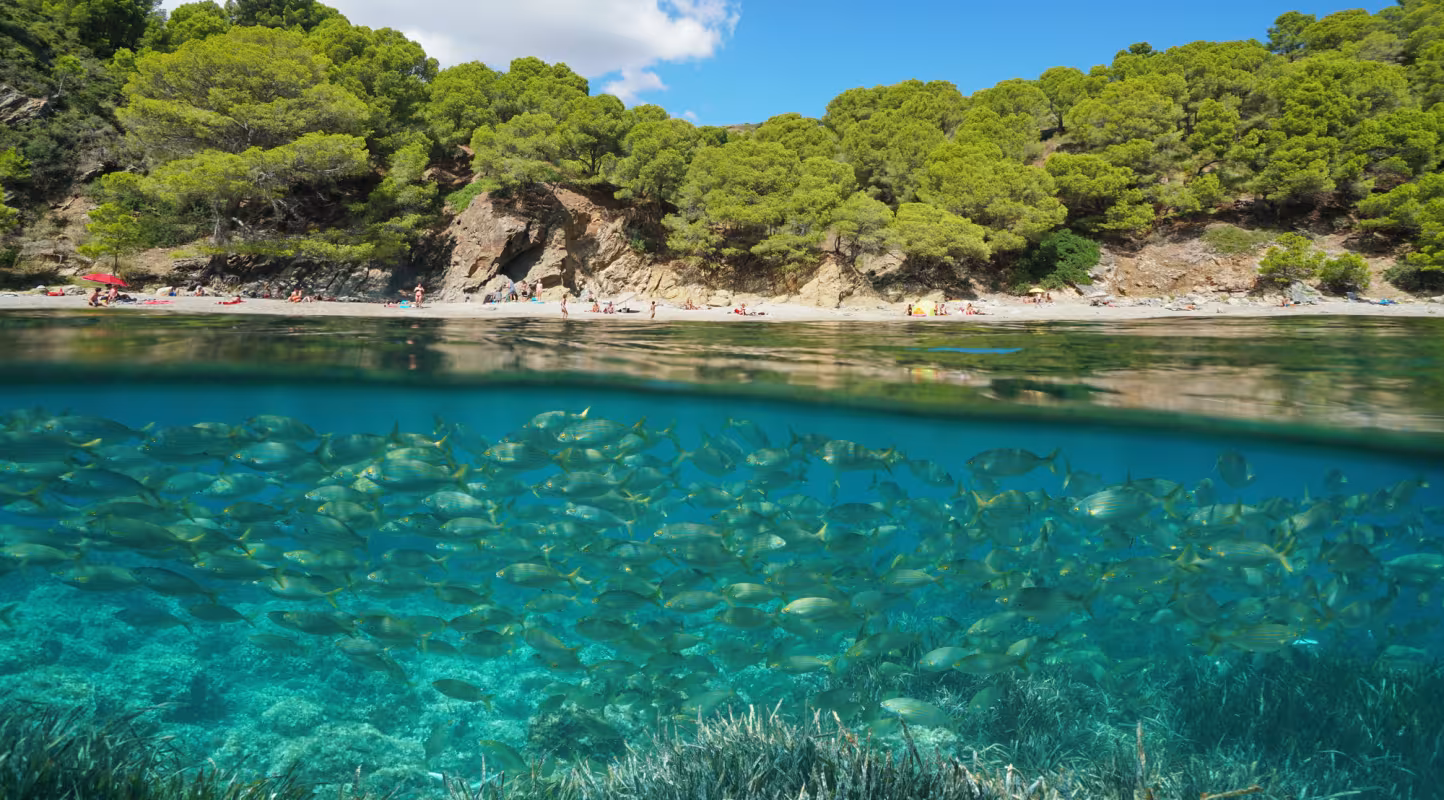 La Posidonie, poumon de la Méditerranée, a déjà perdu 34% de sa surface