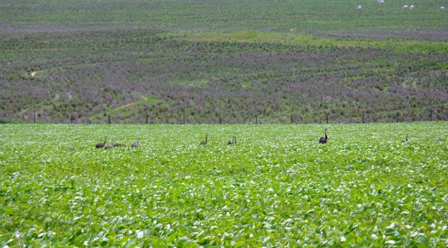 Approvisionnement soja : les entreprises européennes manquent de transparence selon le scorecard 2016 du WWF