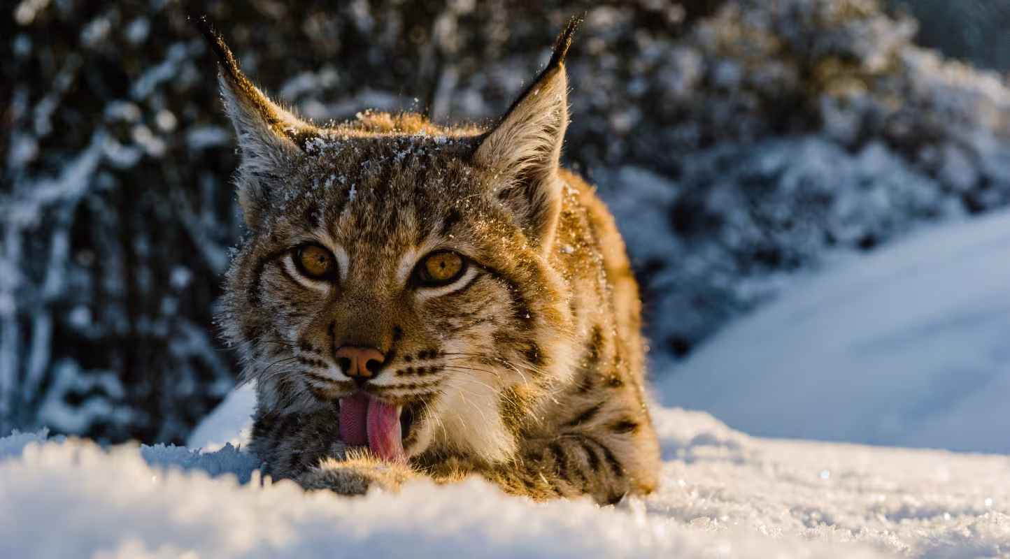 Lynx boréal (Lynx lynx) se léchant la patte dans la neige