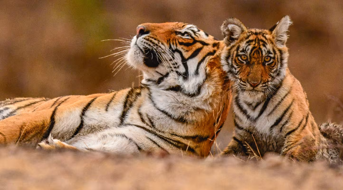 Tigre-et-son-petit-allongé
