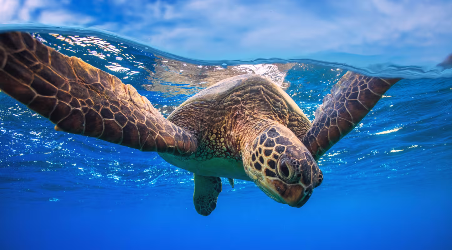 Tortue verte