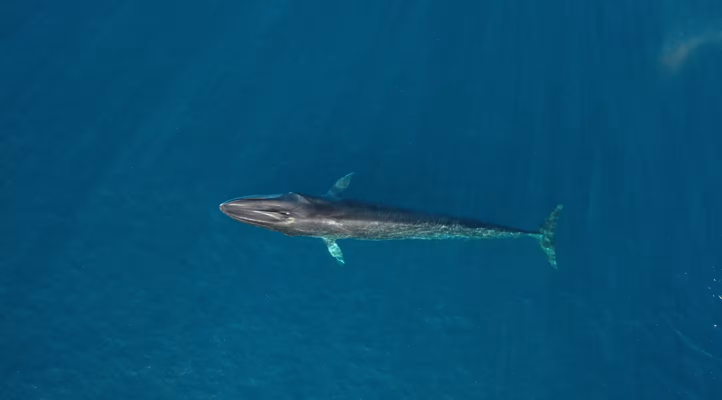 Rorqual commun dans le sanctuaire Pelagos