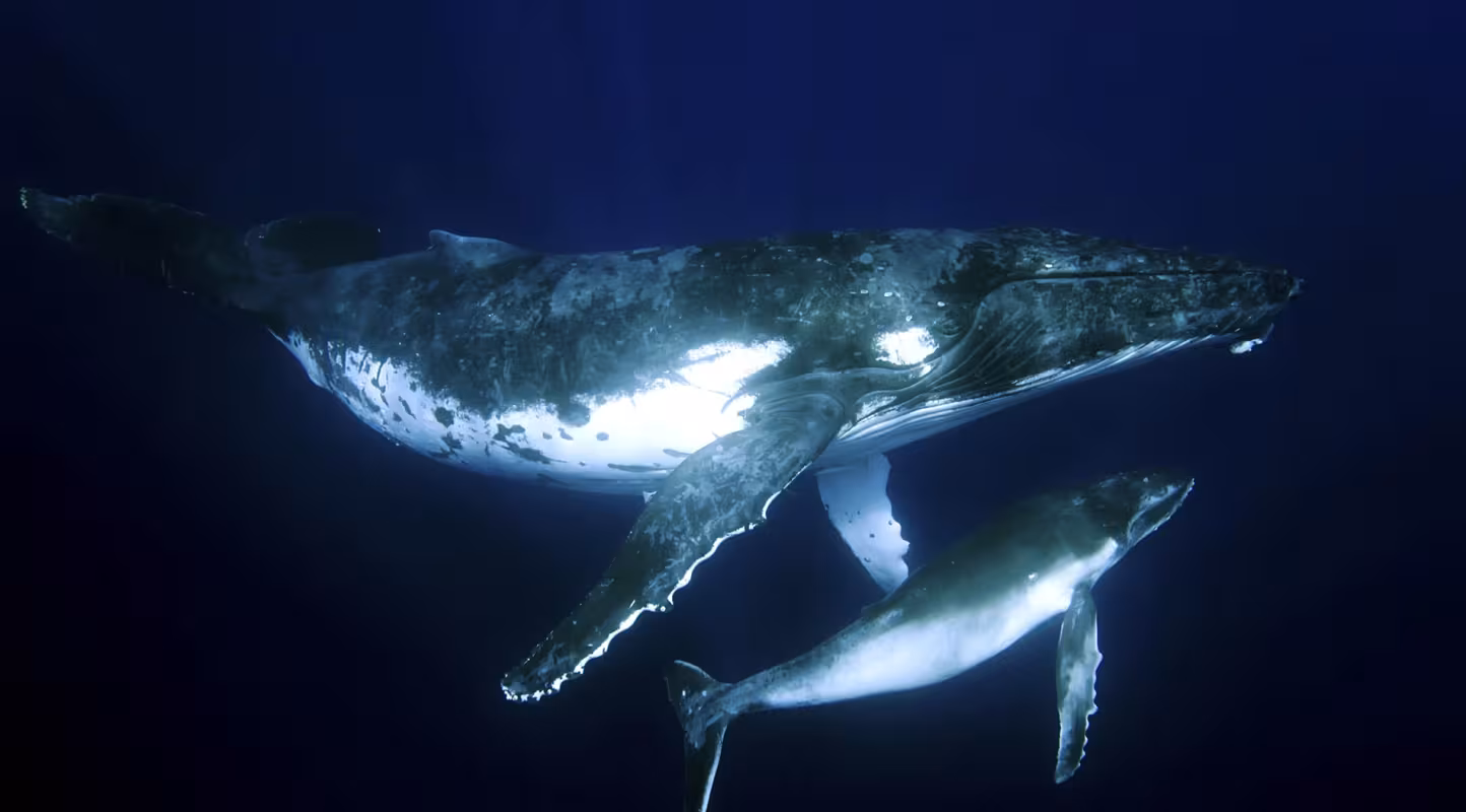 Baleine à bosse (Megaptera novaeangliae)