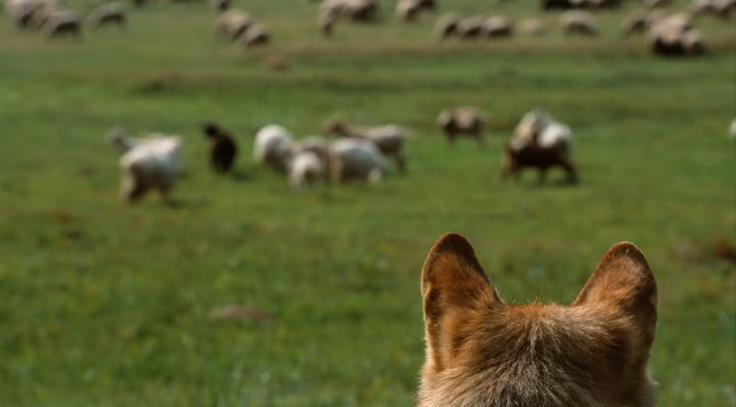 Loup européen (Canis lupus) observant des moutons, Transylvanie (Roumanie)