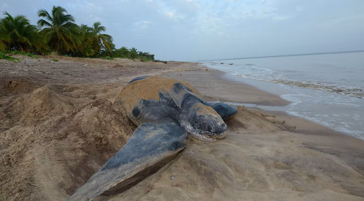 Tortue luth (Dermochelys coriacea) pondant sur une plage, Guyane française