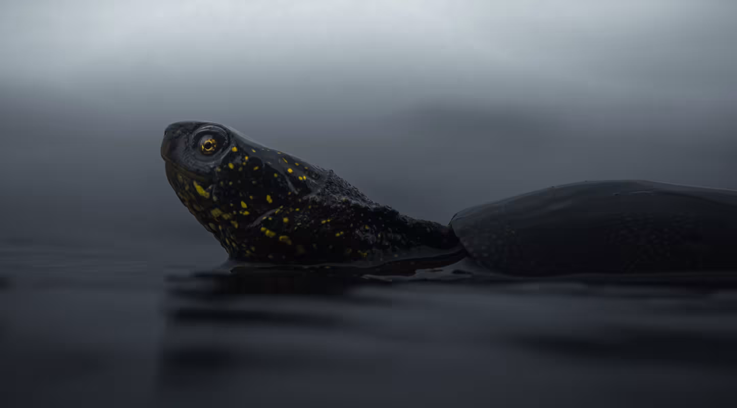 Cistude ou Tortue de Brenne (Emys orbicularis) - 2