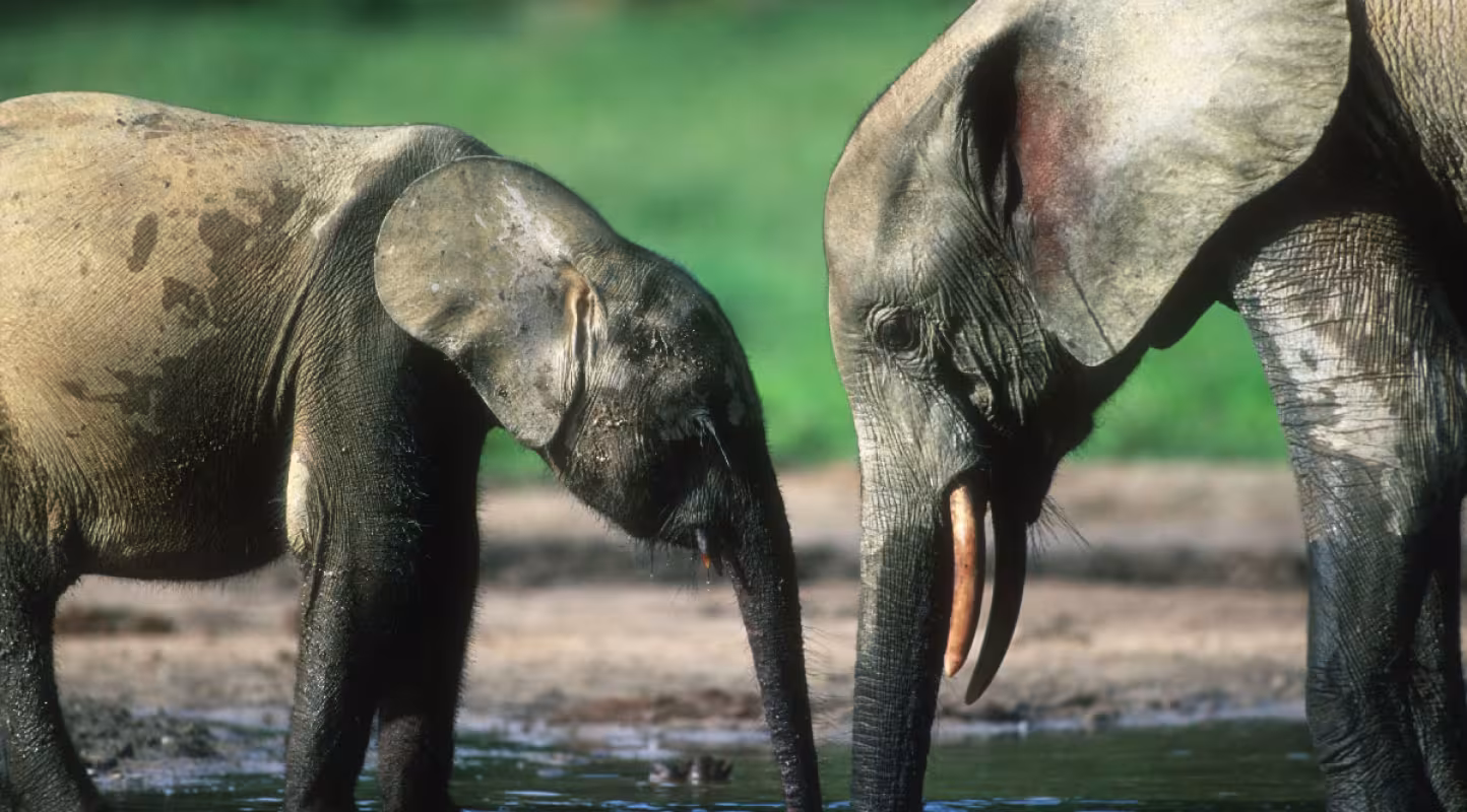 Élephants-des-forets-Congo