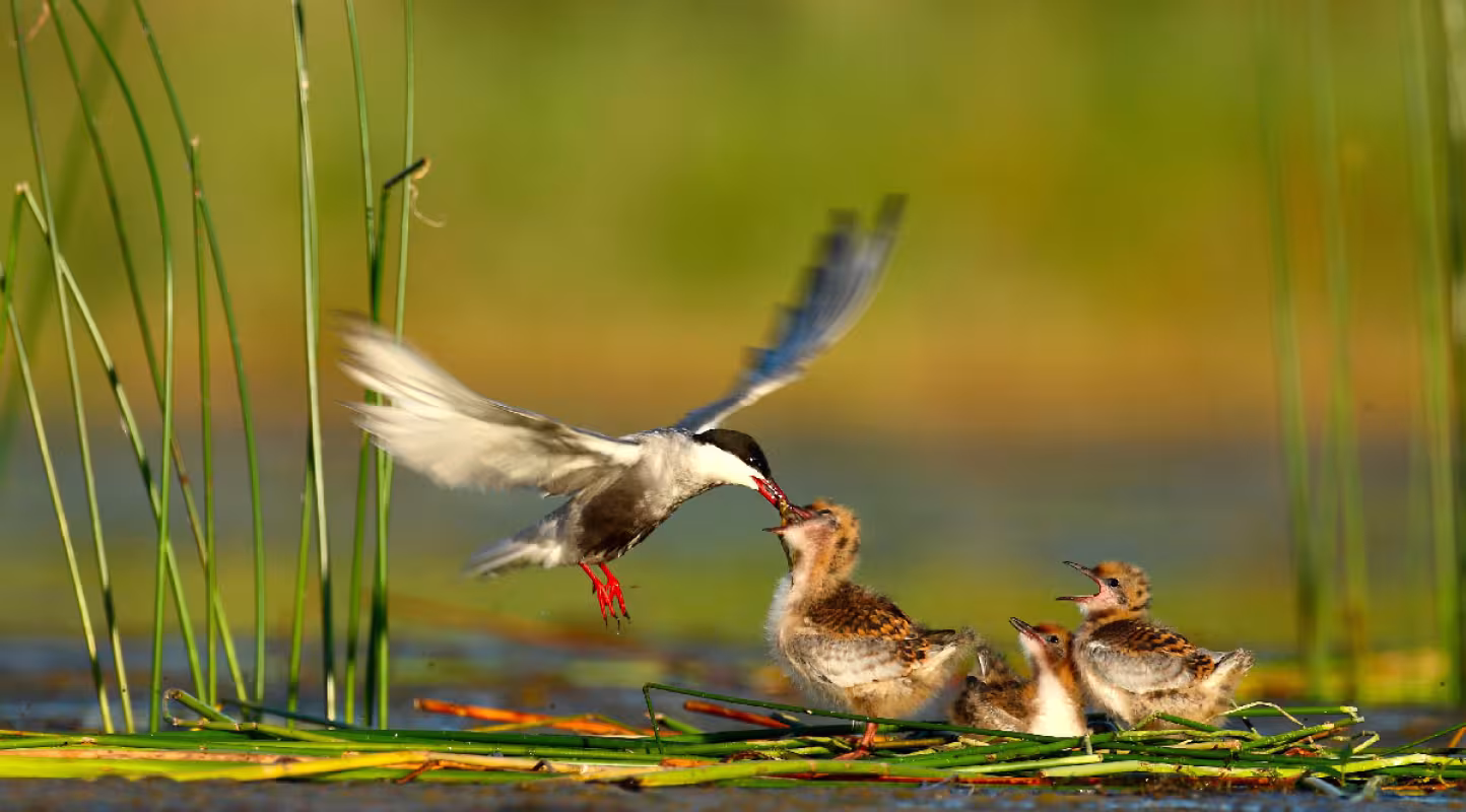 Guifette-et-ses-petits-WWF