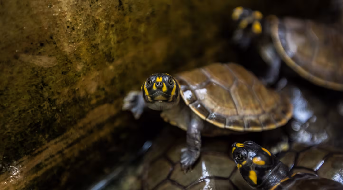 Tortues de l'Amazone à Tâches Jaune. Dans la réserve naturelle de La Pedregoza, bébés tortues sauvés des chasseurs.