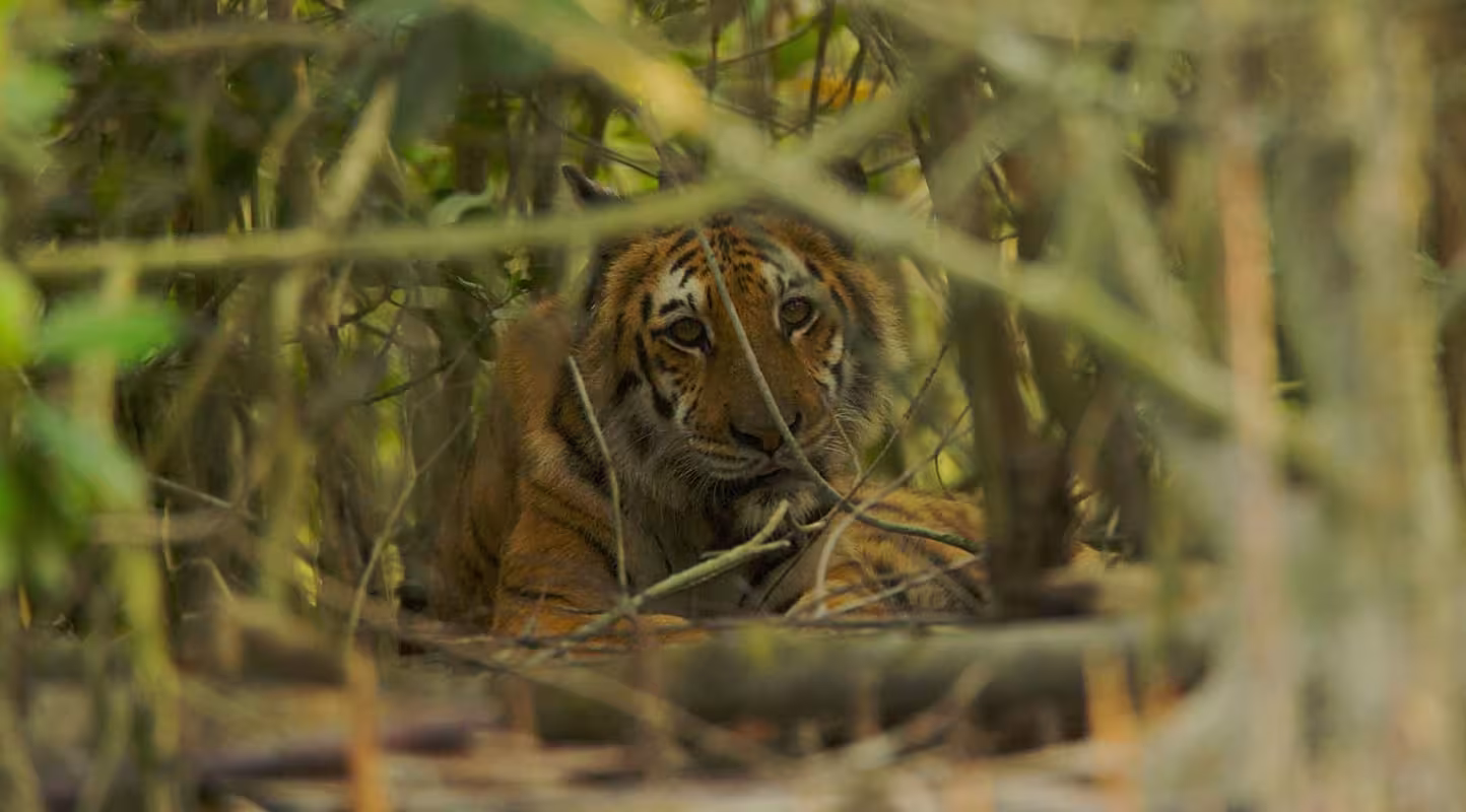 Tigre du Bengal