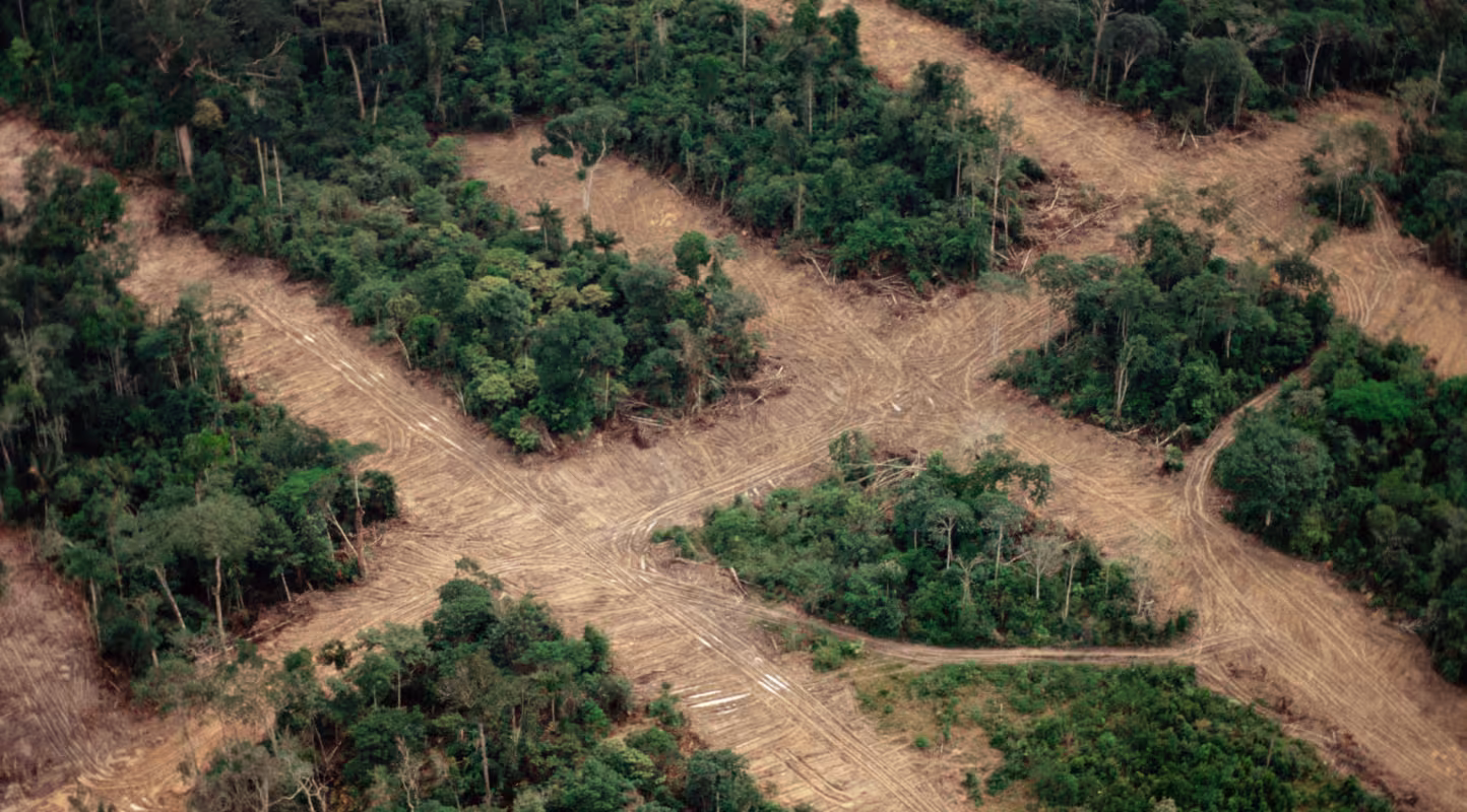 Déforestation Amazonie