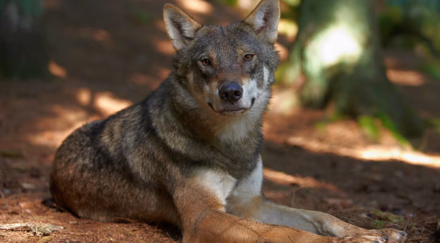 loup d'europe
