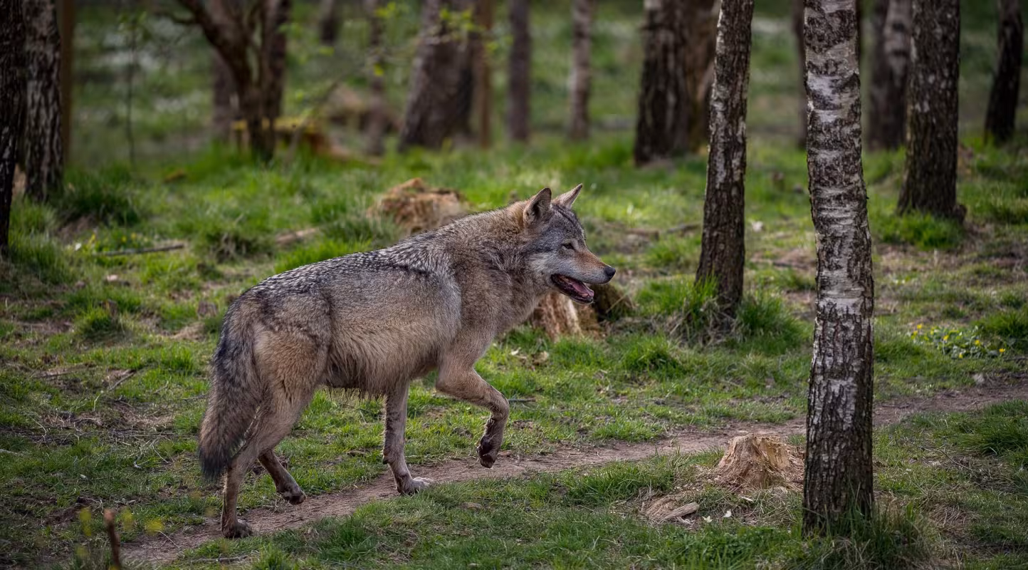 loup d'europe