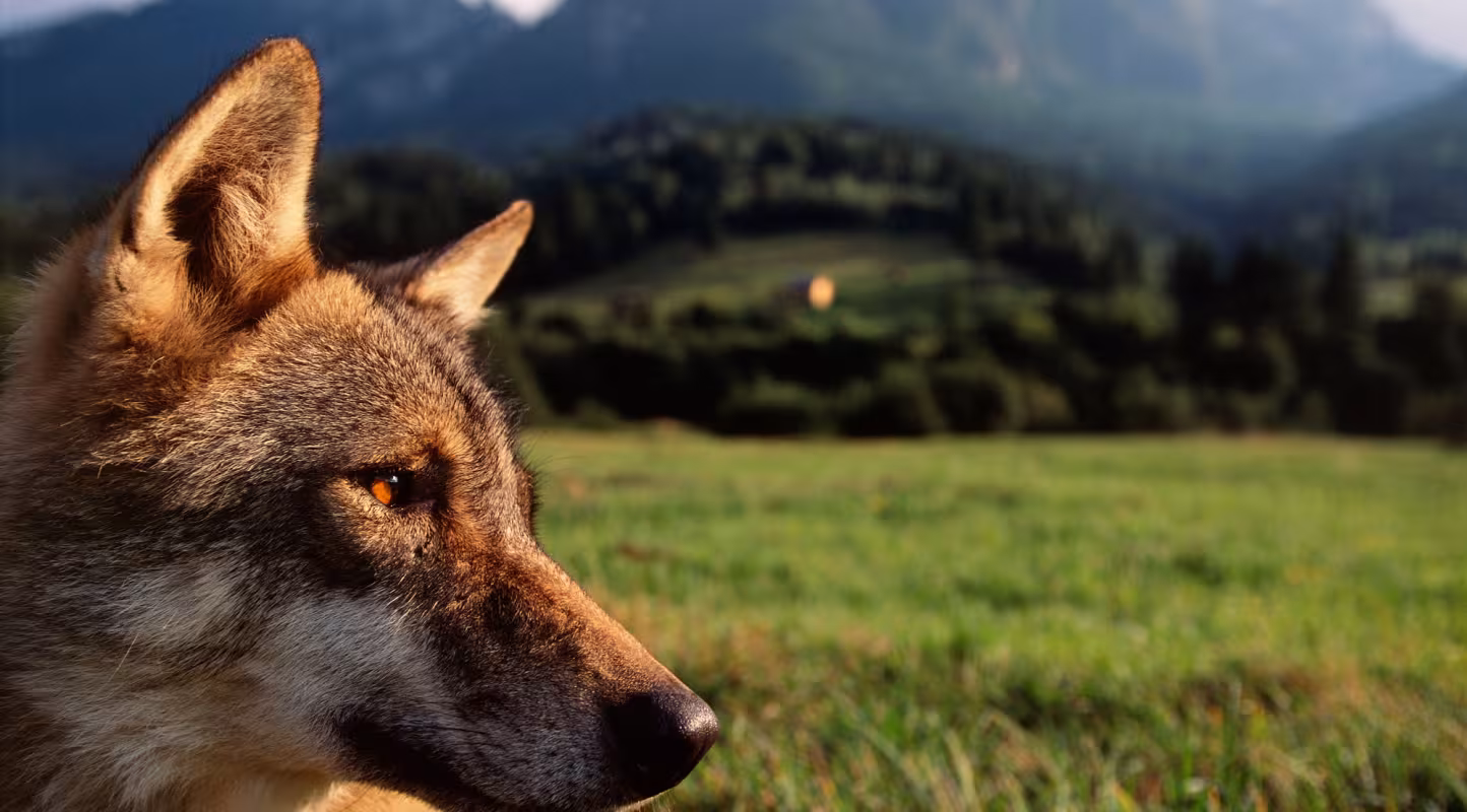 loup europe