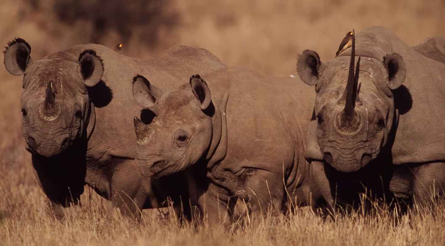 Trois rhinocéros noirs