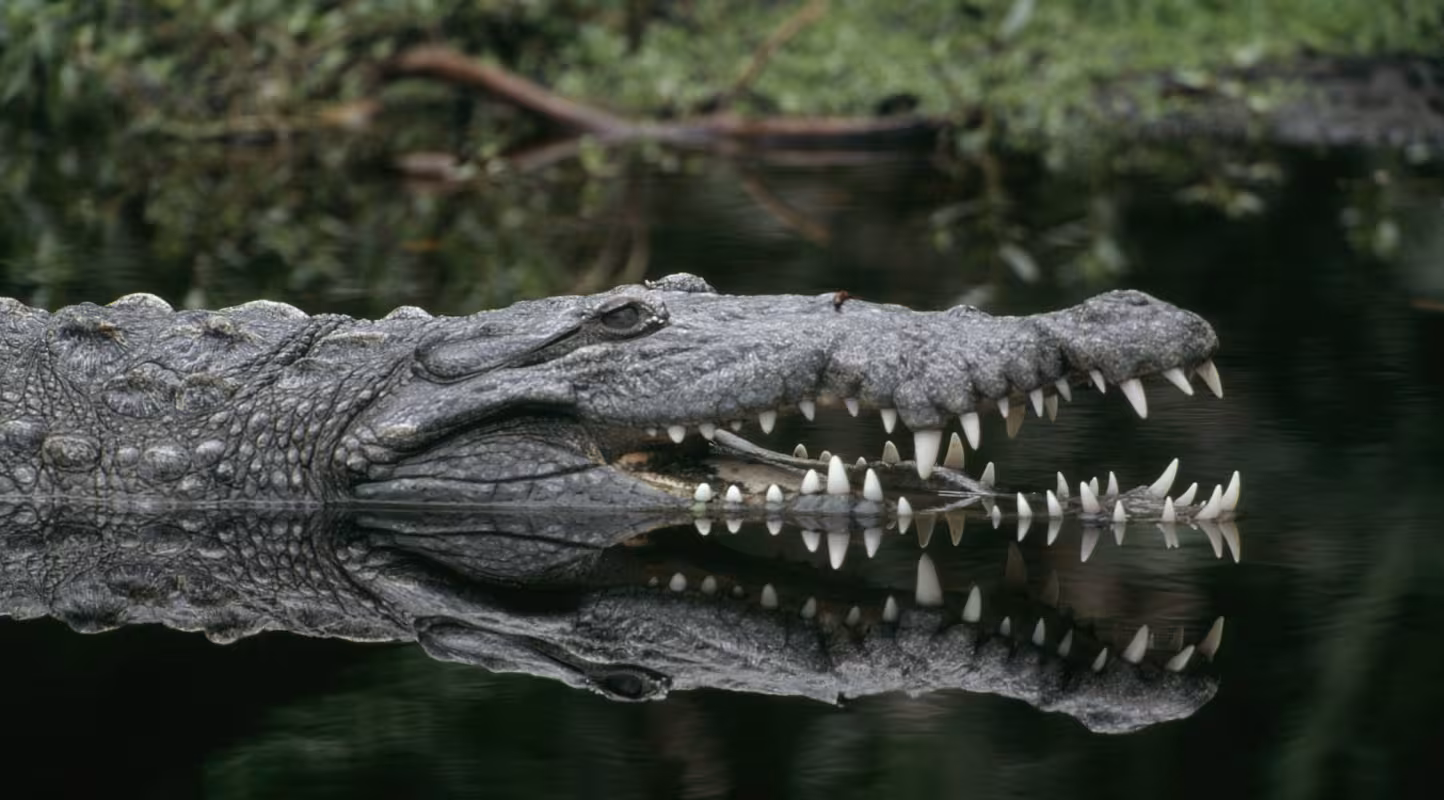  Crocodile américain (Crocodylus acutus) nageant à la surface, la gueule ouverte.
