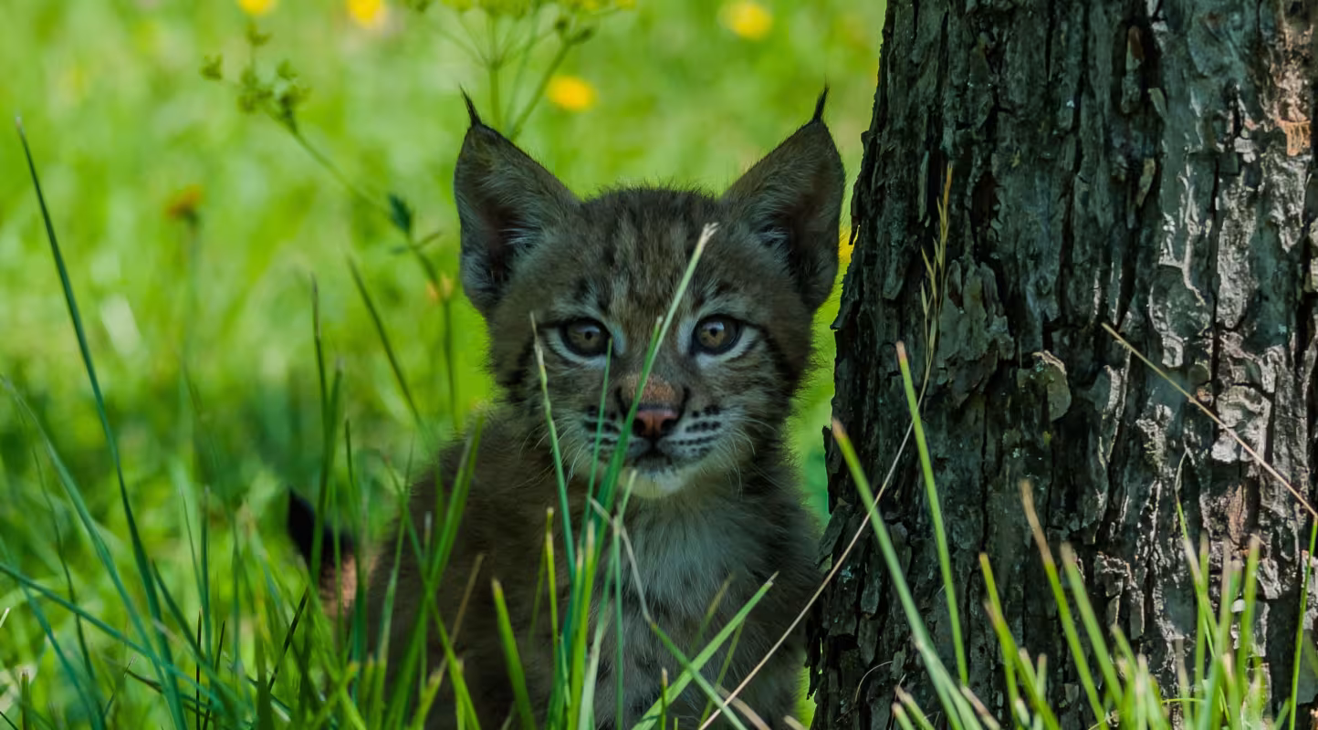 Jeune Lynx boréal (Lynx lynx) dans les herbes