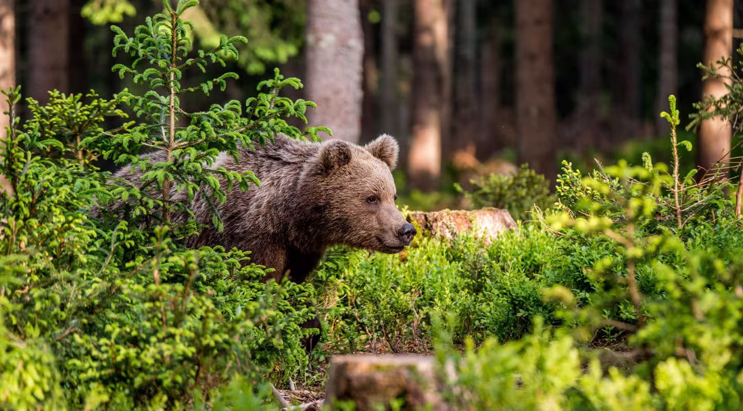 Ours brun (ursus arctos) regarde à droite dans la forêt