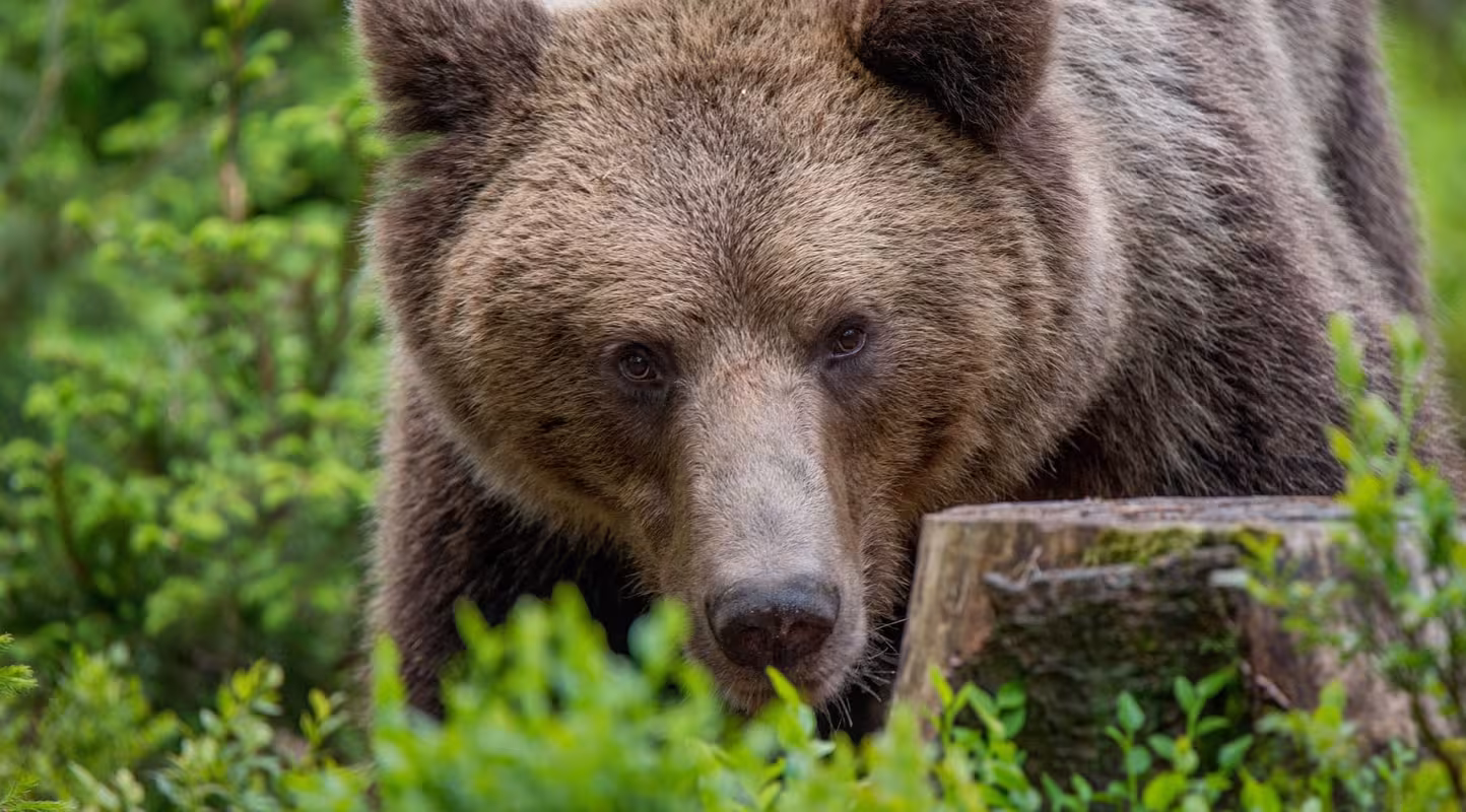 Portrait d'un ours brun (ursus arctos) 