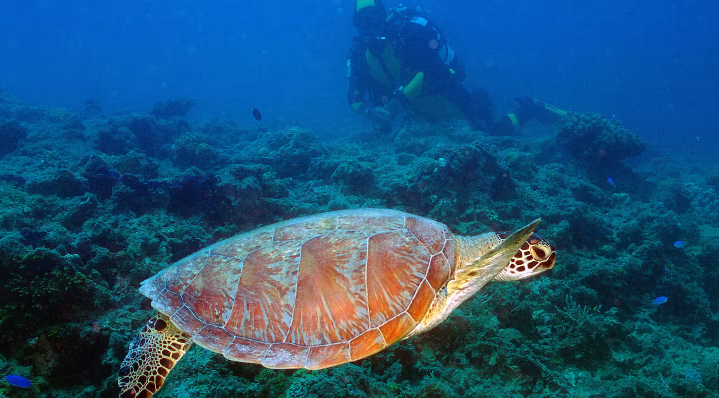 Tortue imbriquée (Eretmochelys imbricata), Nouvelle Calédonie