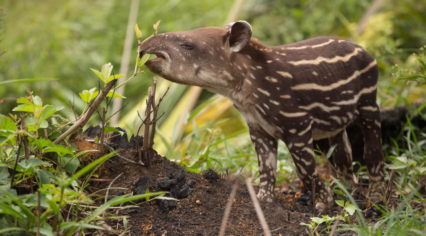 Tapir (Tapirus) proche de la rivière Apaporis dans l'Amazonie colombienne, Colombie