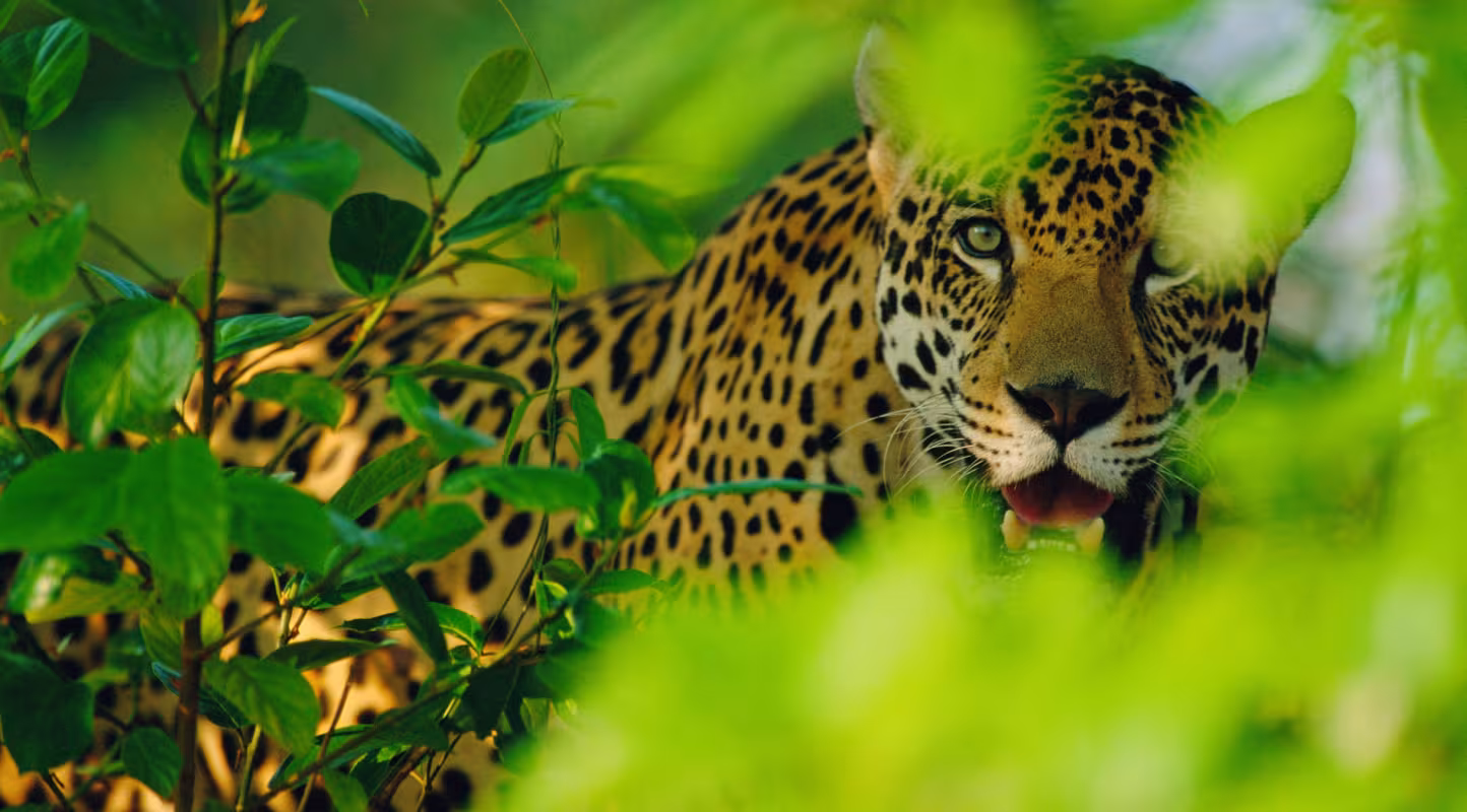 Jaguar en captivité au Brésil