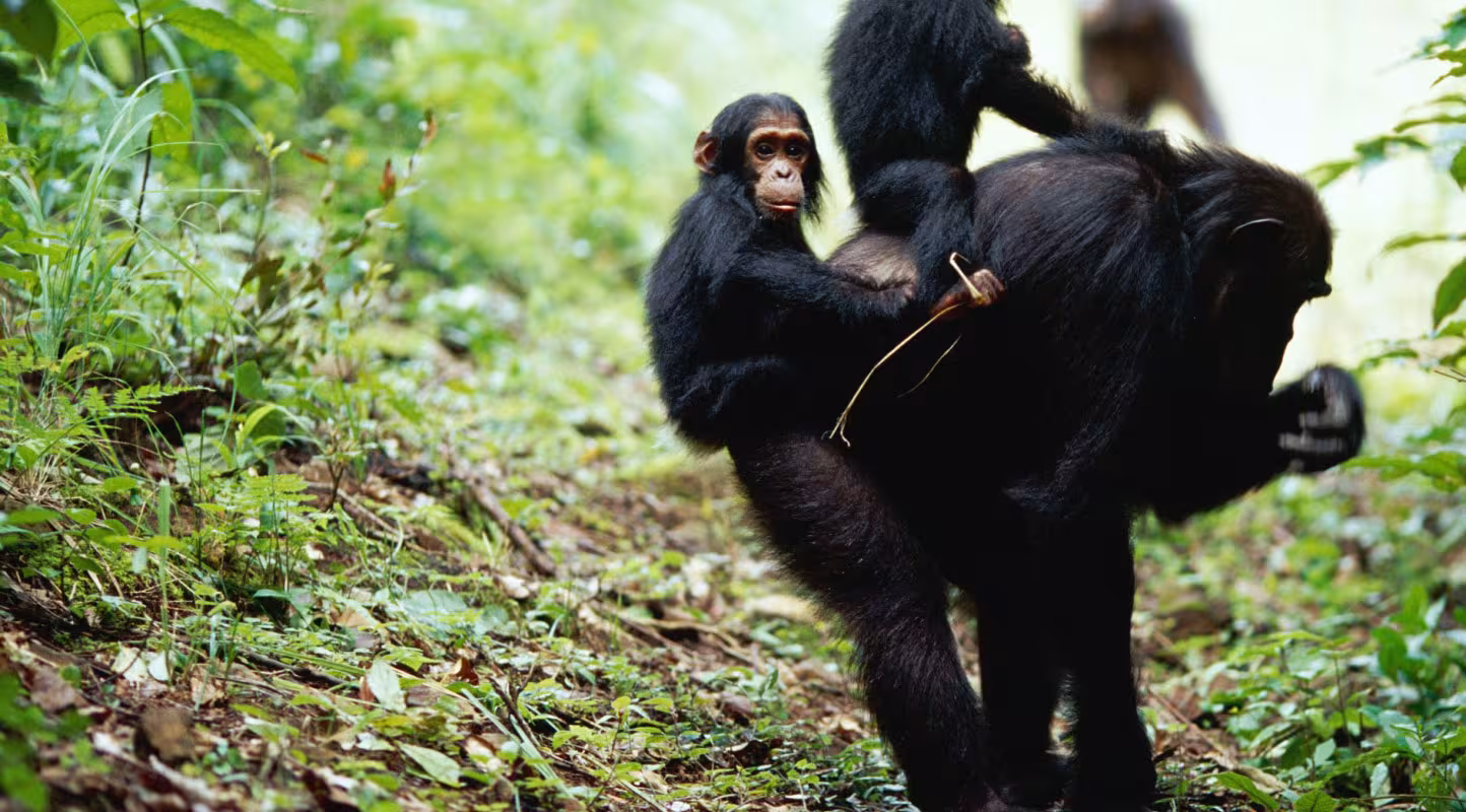 Une mère chimpanzé (Pan troglodytes) portant ses petits dans une forêt (Tanzanie)