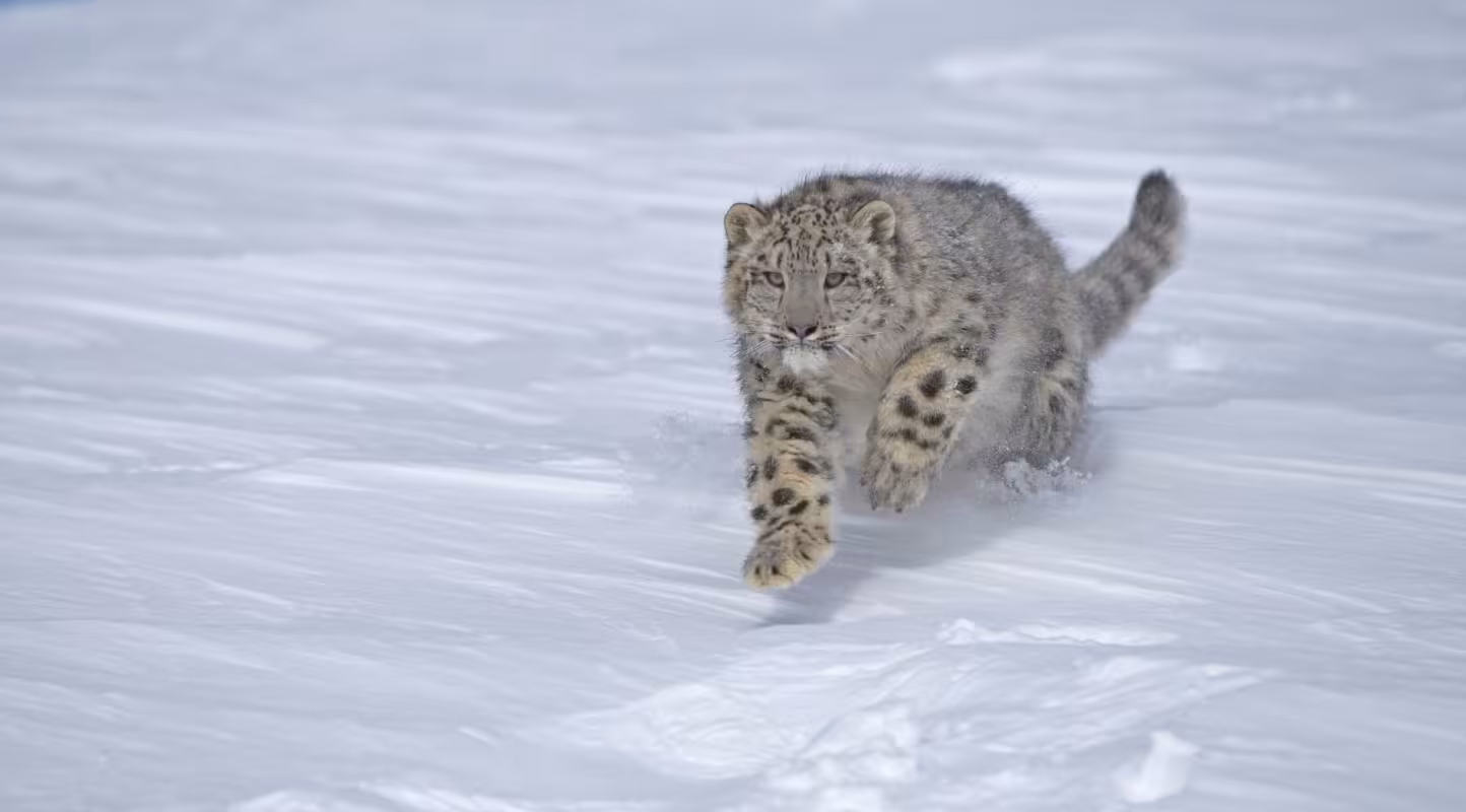 Panthère des neiges en train de bondir dans la neige