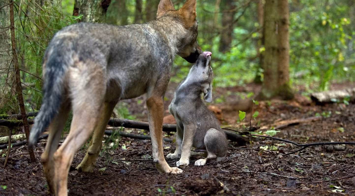 Toilettage d'un petit loup dans la forêt en Russie