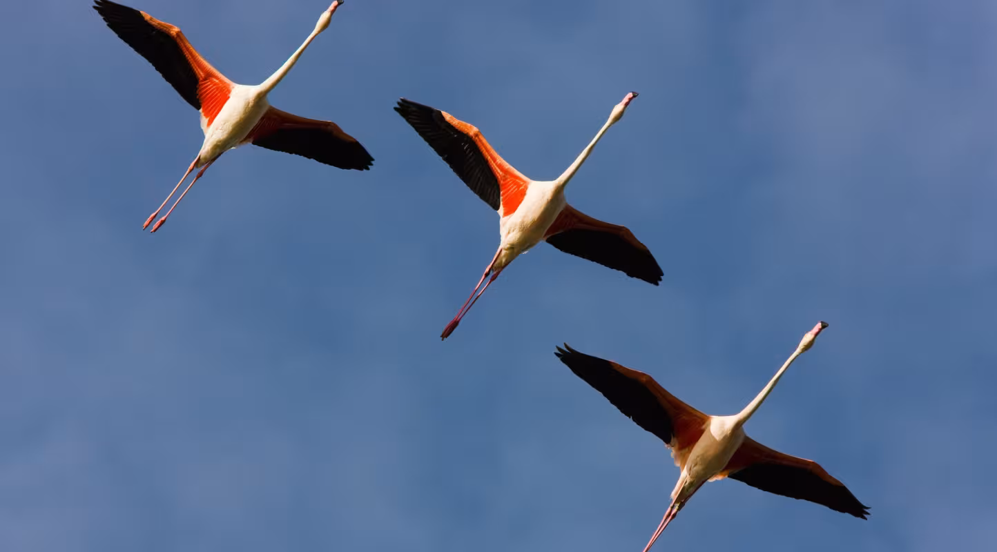 Trois flamands rose en vol (Phoenicopterus roseus)  au dessus de la Camargue